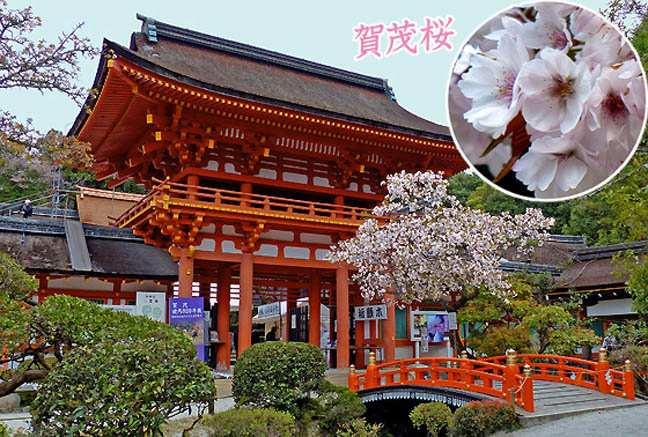 京都・上賀茂神社の境内に咲く満開の桜